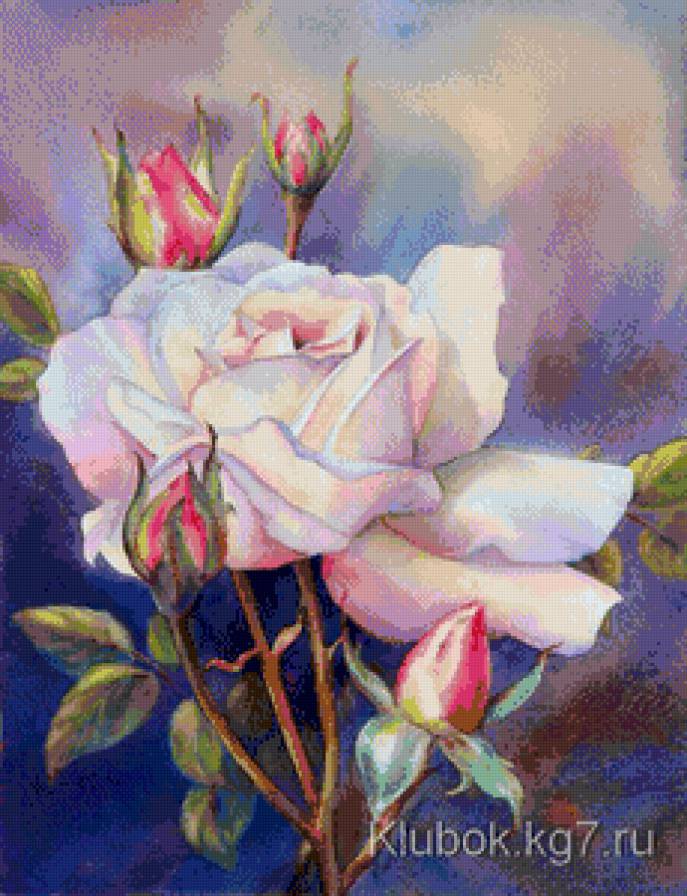 розовая роза - роза, цветы - предпросмотр