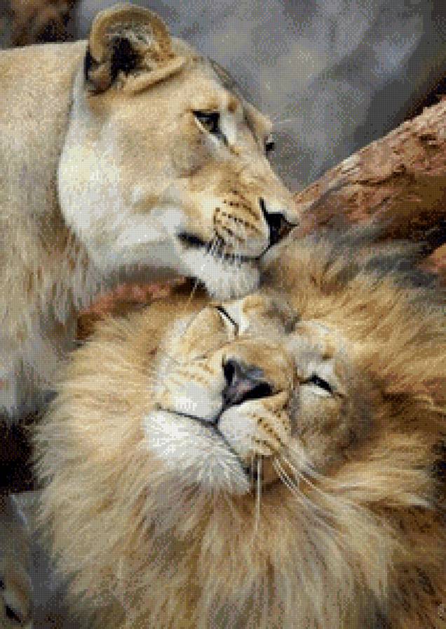 львы - животные, природа, львы, он и она - предпросмотр