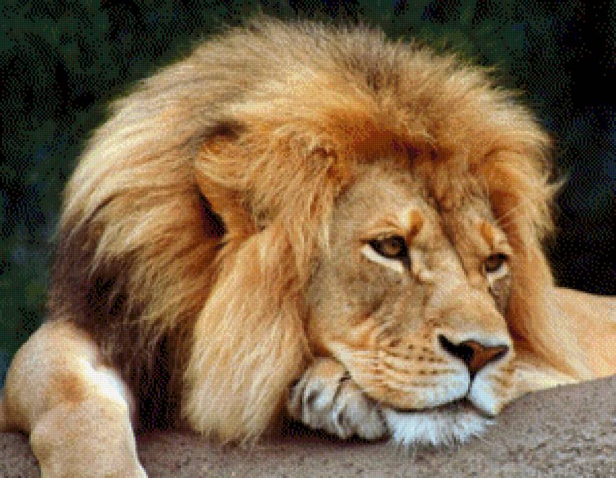 Грустный лев - предпросмотр