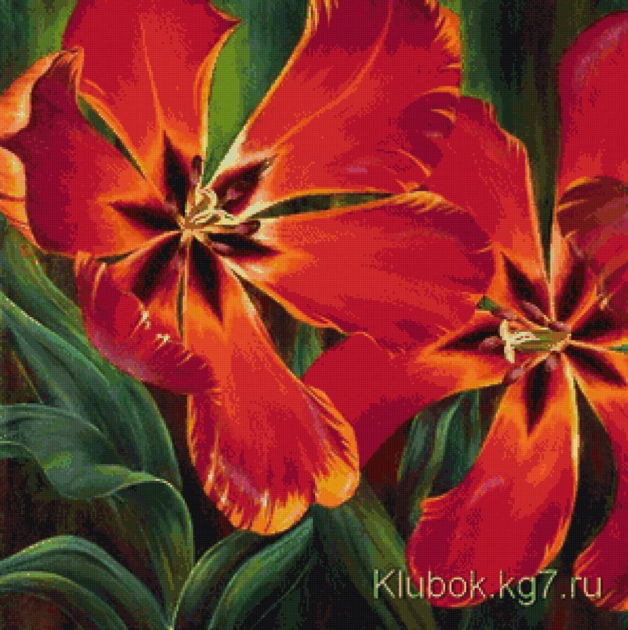 тюльпаны - тюльпаны, цветы - предпросмотр