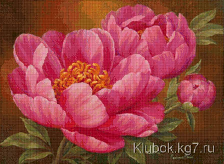 пионы - цветы, пионы - предпросмотр