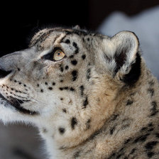 Схема вышивки «Барс»