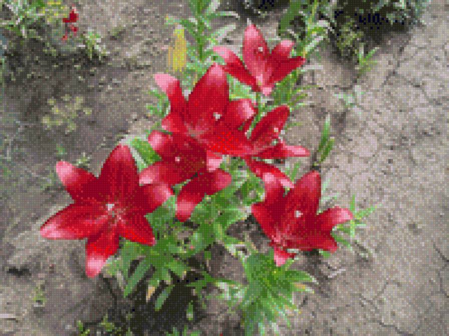 лилии - теги, триптих - предпросмотр