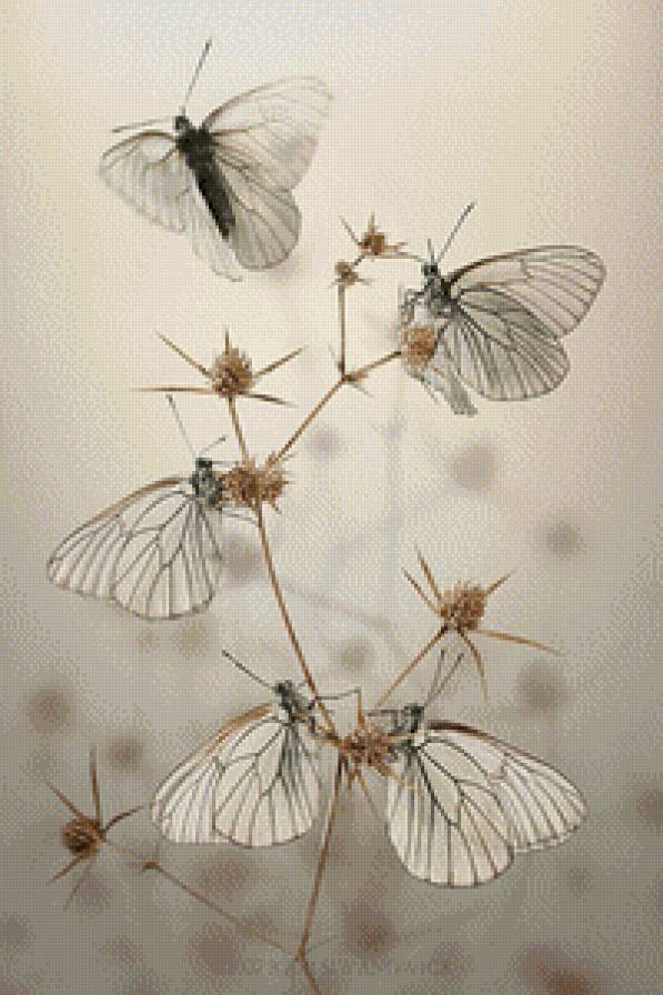 butterfly - предпросмотр