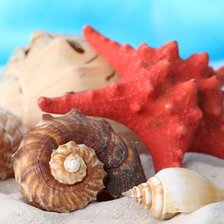 Схема вышивки «ракушки»