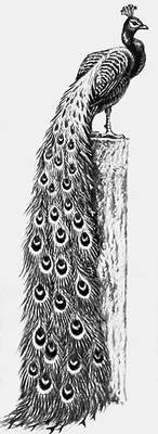 монохром-павлин - оригинал