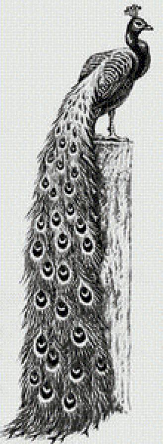 монохром-павлин - предпросмотр