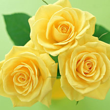 желтые розы