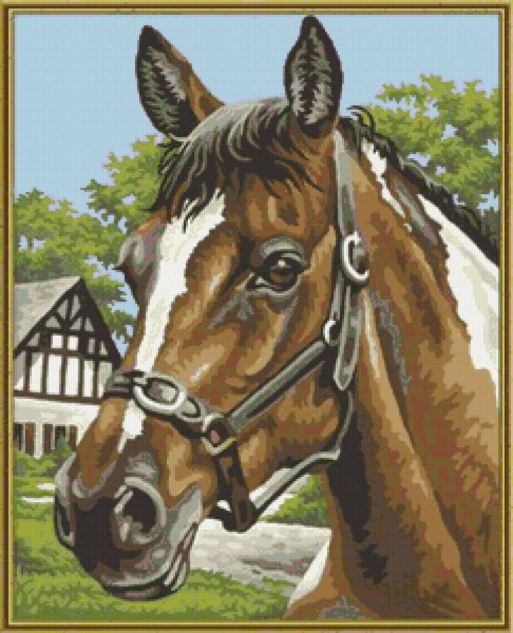 лошадиный портрет - портрет, животные, лошадь - предпросмотр