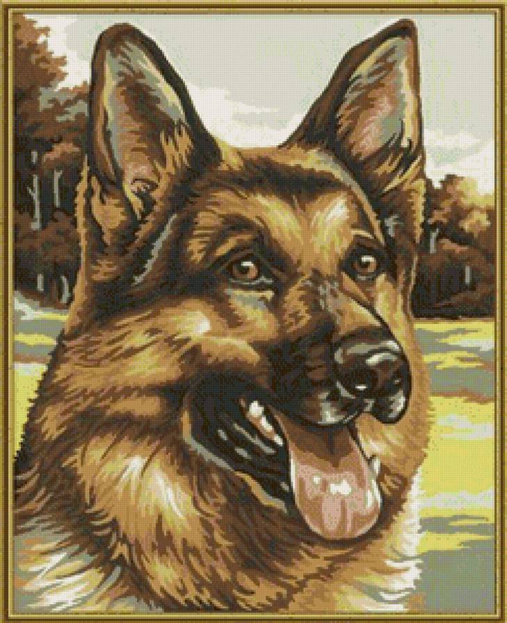 лучший друг - животные, портрет, собака - предпросмотр