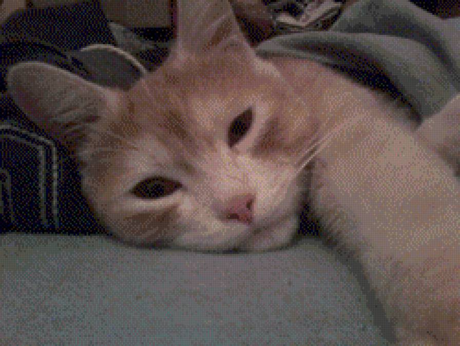 рудий кiт - предпросмотр