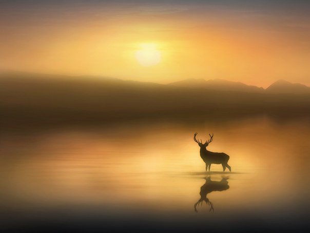 №796481 - оригинал