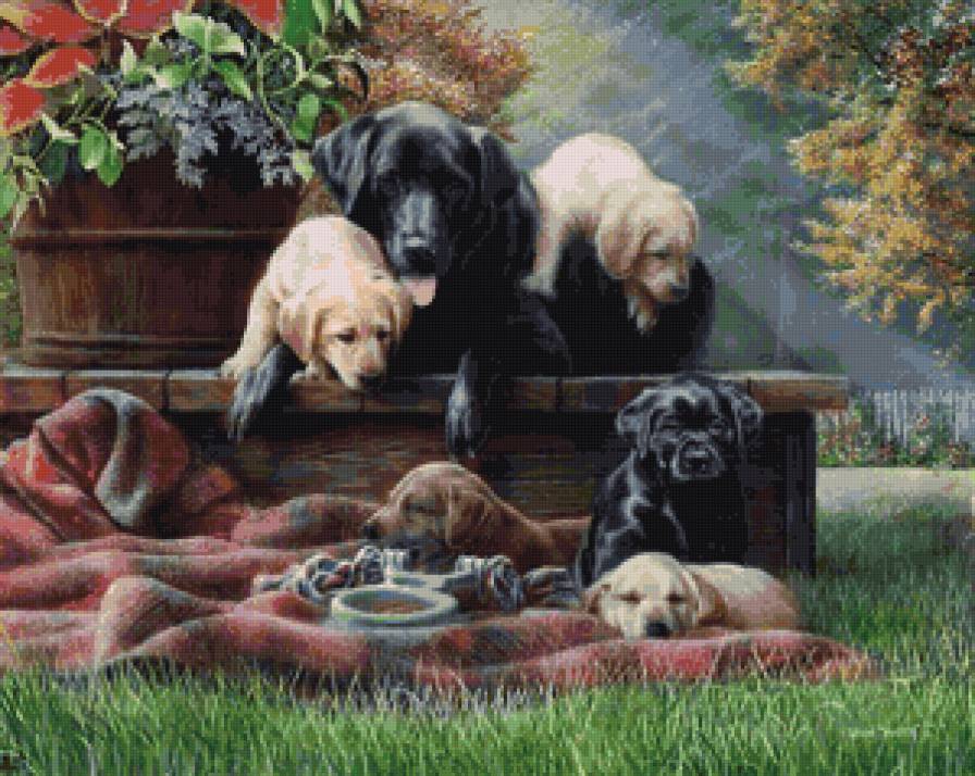 благое семейство - животные, собаки - предпросмотр