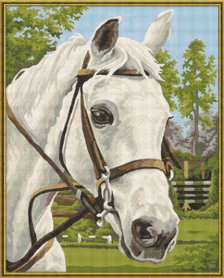 портрет красавца - портрет, лошадь, животные - предпросмотр