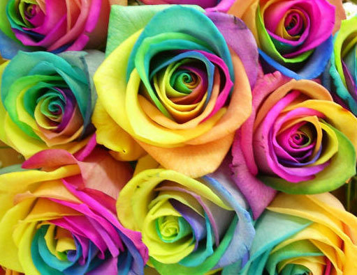 розы - оригинал