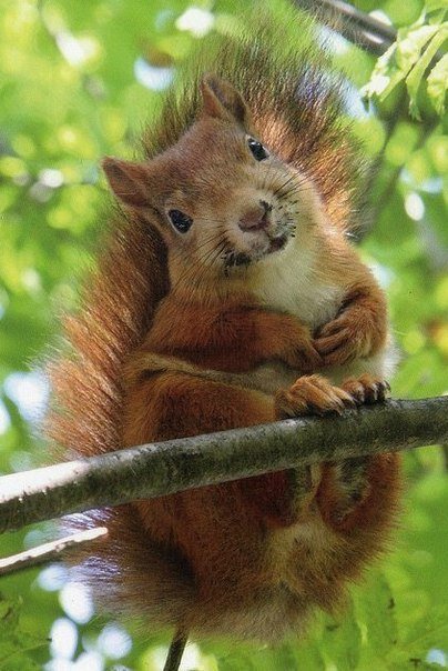 №797353 - белки, животные, звери - оригинал