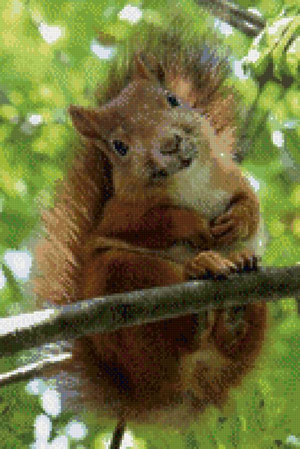 №797353 - звери, животные, белки - предпросмотр