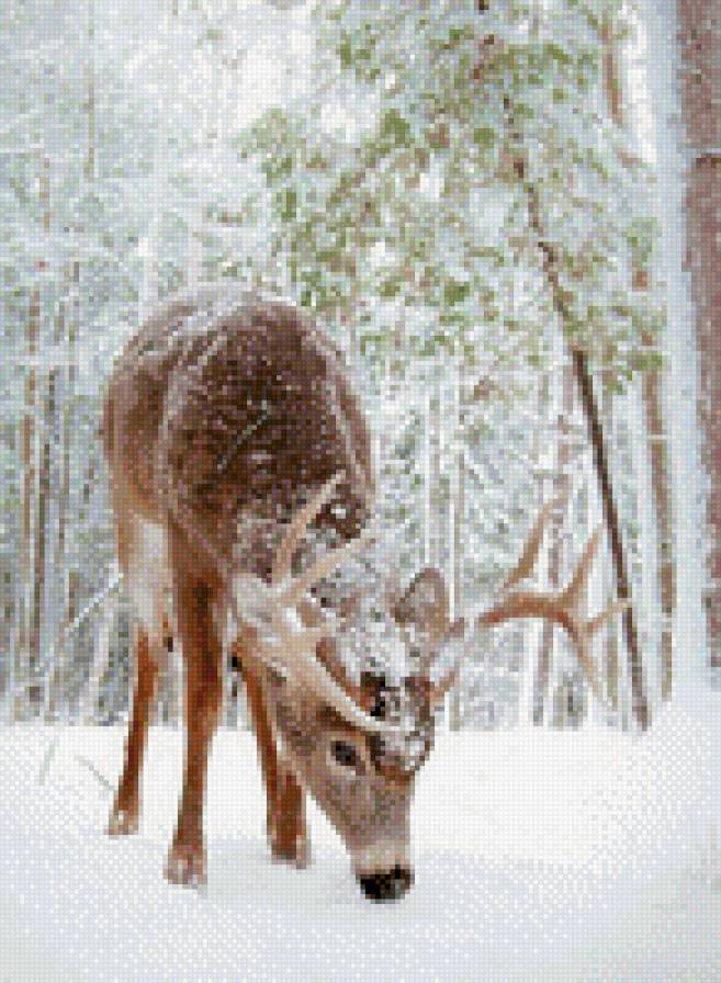 №797436 - животные, звери, олень - предпросмотр