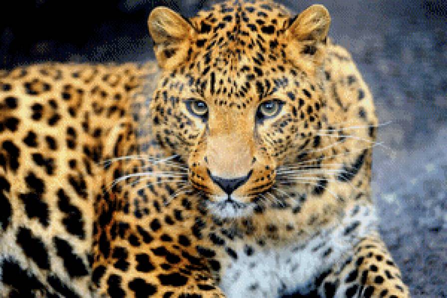 Леопард - леопард, дикие животные, животные - предпросмотр