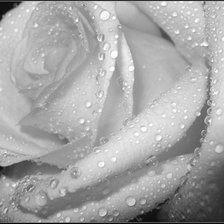 Схема вышивки «Роза»