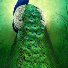 Схема вышивки «павлин2»