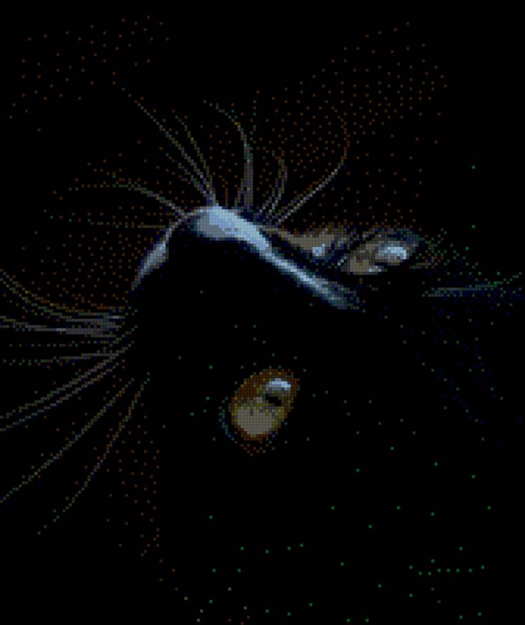 черный кот - предпросмотр