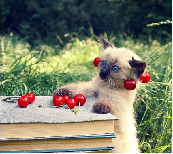 котик - оригинал