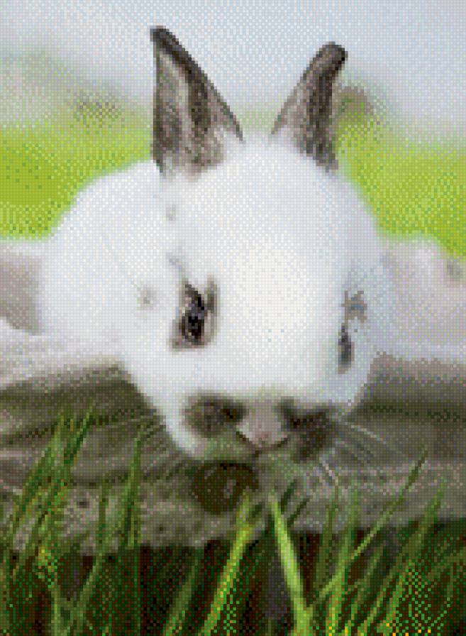 кролик - предпросмотр