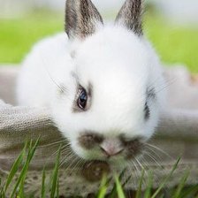 Схема вышивки «кролик»