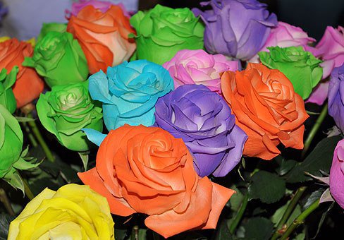 розы - цветы - оригинал