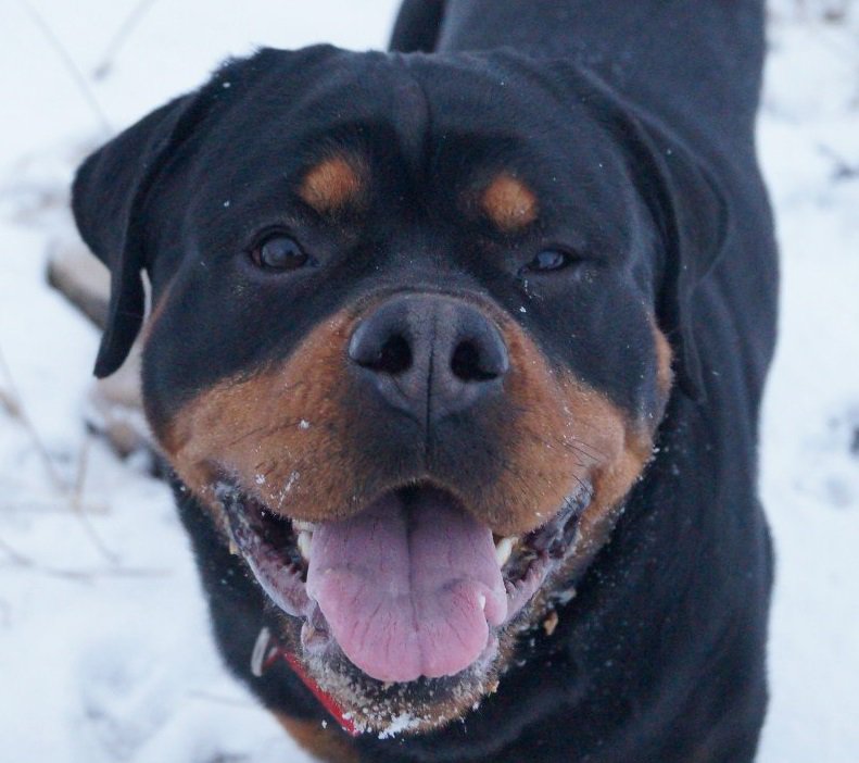 Саби 3 - оригинал