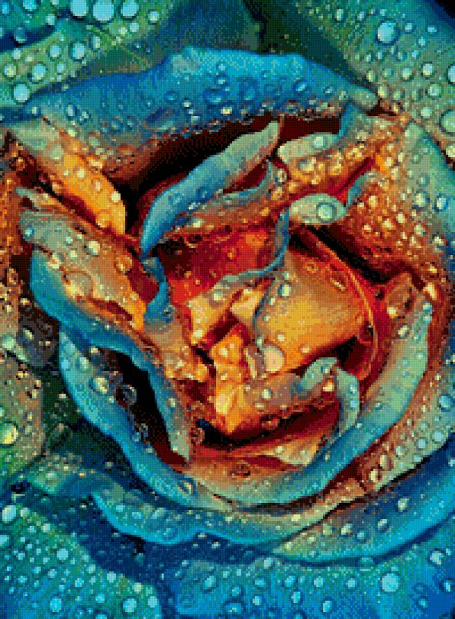 роза, макросьемка - роса, роза, цветы - предпросмотр