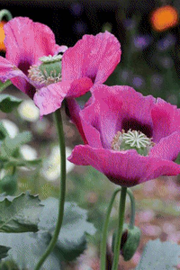 flowers - предпросмотр