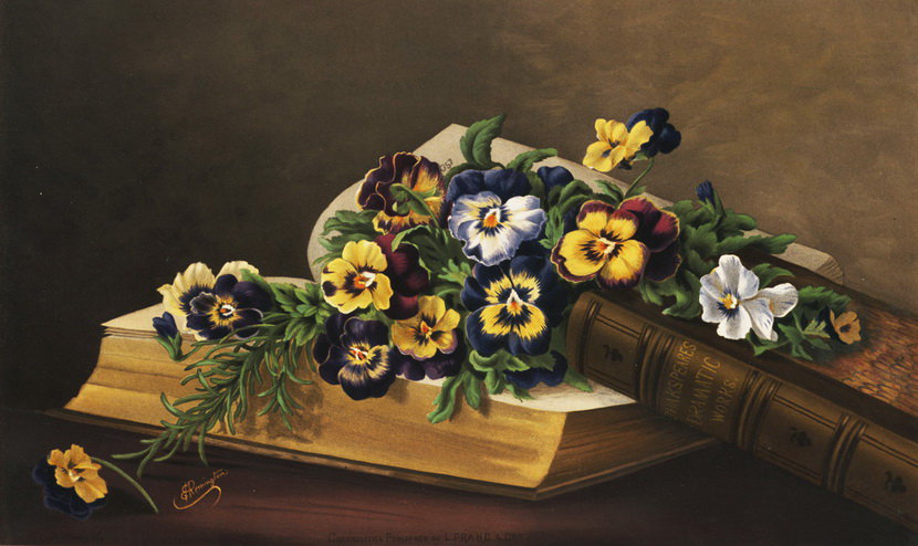 Анютки - оригинал