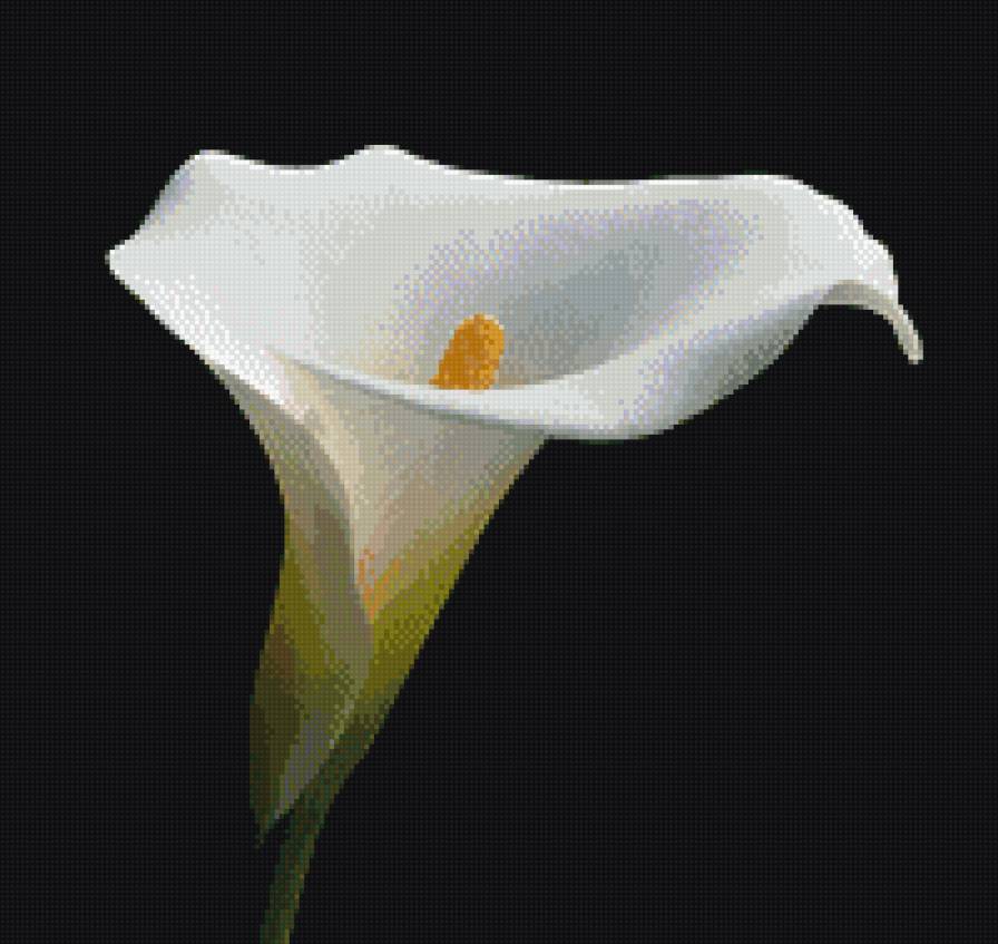 Каллы белые - каллы - предпросмотр