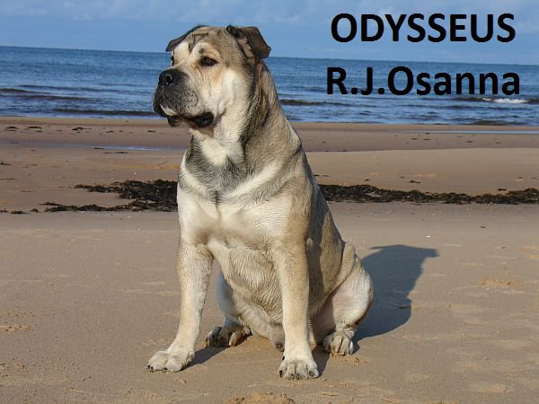 ка де бо - ка де бо, собаки - оригинал