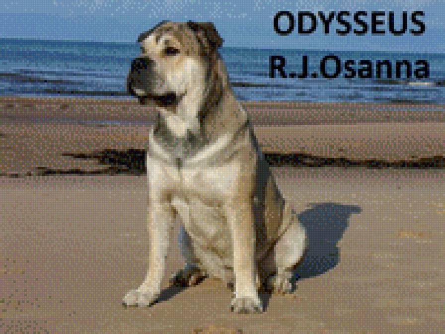 ка де бо - ка де бо, собаки - предпросмотр