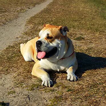 ка де бо - собаки, ка де бо - оригинал