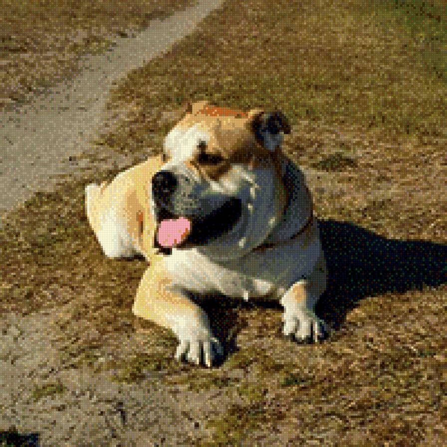 ка де бо - собаки, ка де бо - предпросмотр