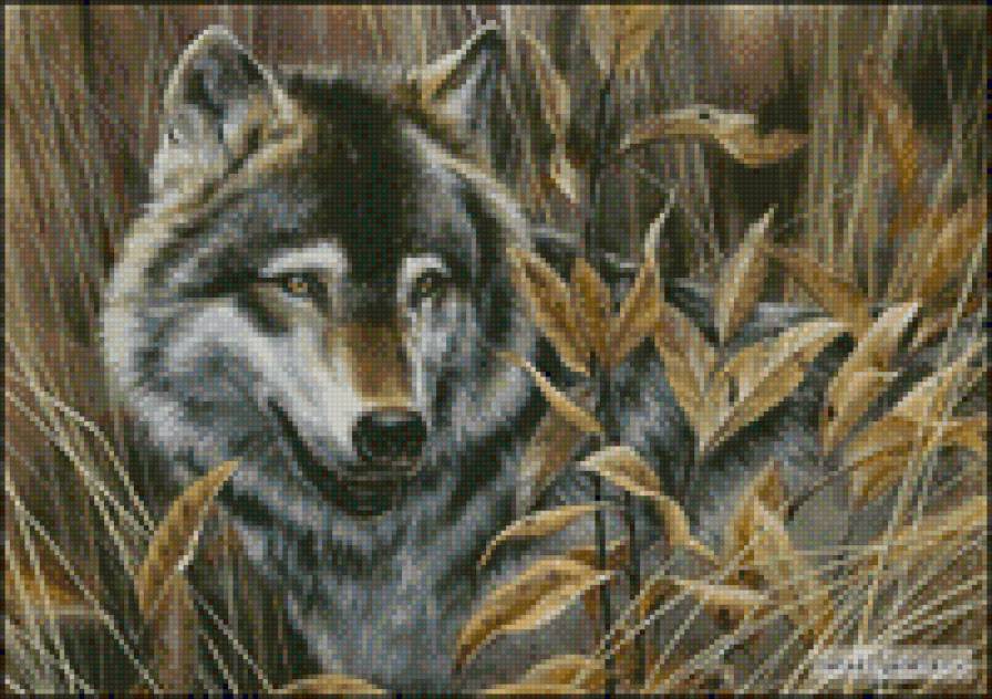 волк - предпросмотр