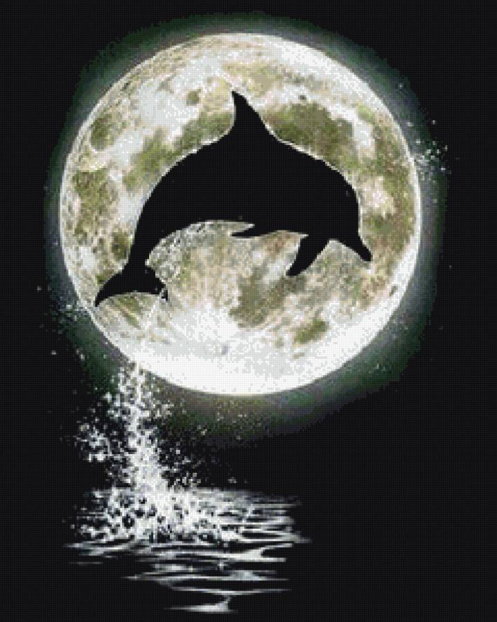 Песни луна дельфины. Луна море дельфины. Дельфины при Луне. Дельфины ночью. Дельфины ночь Луна.