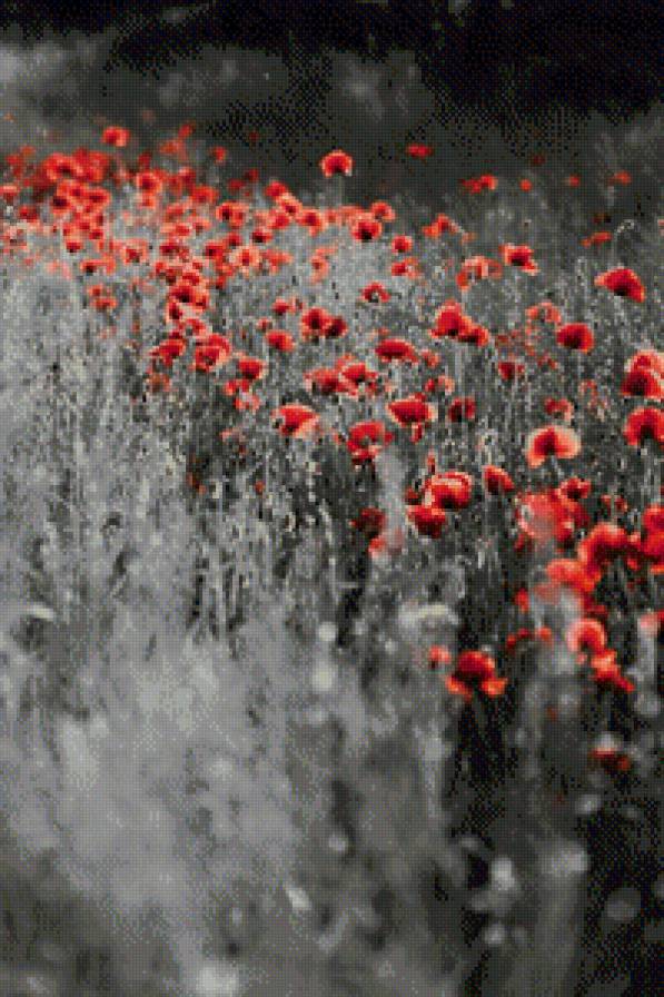 маки - предпросмотр