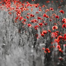 Схема вышивки «маки»