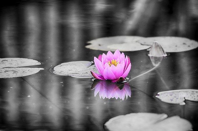 кувшинка - оригинал