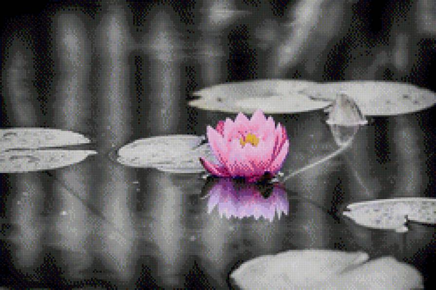 кувшинка - предпросмотр