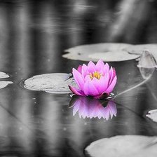 Схема вышивки «кувшинка»