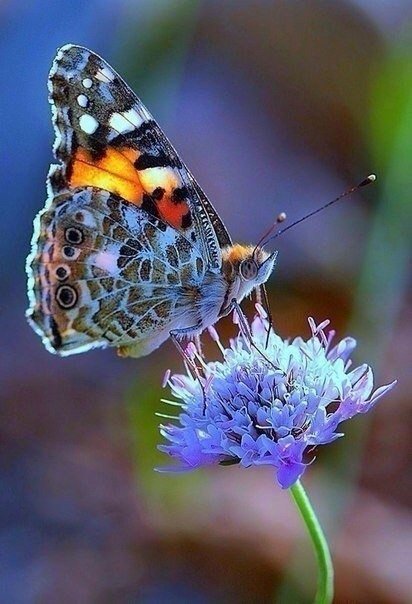 №798493 - оригинал