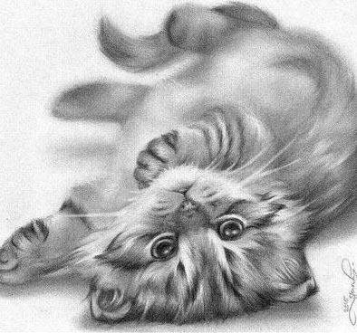 котенок - животное, котенок - оригинал