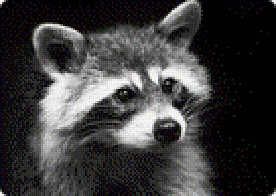 енот - предпросмотр