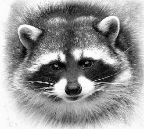 енот - оригинал